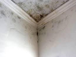 Why You Should Choose Our Mold Remediation Services in Jacksonwald, PA